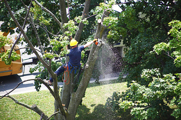  , USA Tree Services Pros